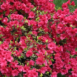 Azalea Girard Crimson